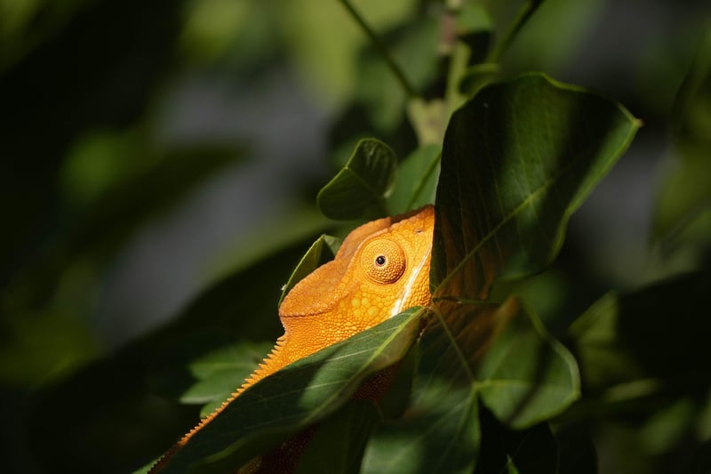 Hidden Jungle Treasures